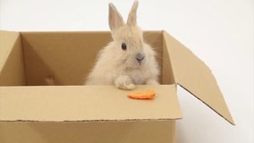 Rabbit in a box