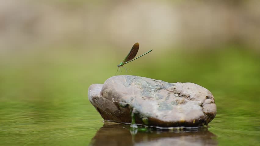 A dragonfly resting on a rock in a peaceful stream, just as it takes flight, with gentle ripples in the water reflecting the serene natural surroundings