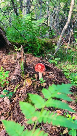 Red mushroom fly agaric in the Khibiny mountains. A poisonous mushroom in autumn in the tundra. A mushroom growing in nature. Poisonous mushrooms with a red and white cap are toadstools.