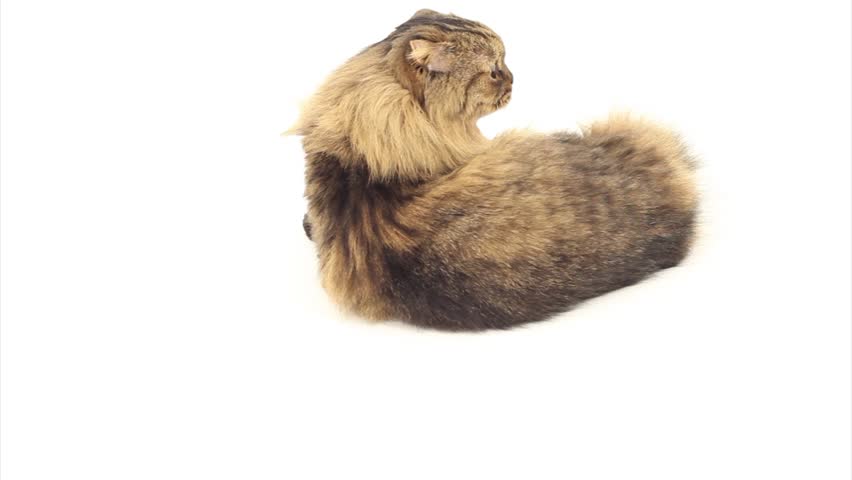 Cat | Shutterstock HD Video #3720887