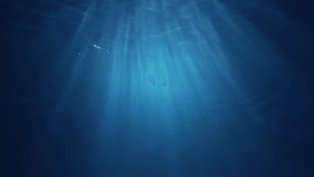 Light filtering down through blue water. Underwater sunlight in deep sea. Sunlight viewed from blue abyss, slow motion. Underwater sunlight shining deep under water with ripples on wave surface. - Powered by Shutterstock - Get 15% off with code: PIKWIZARD15