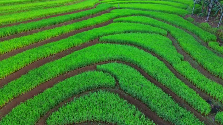 beautiful morning view indonesia panorama landscape paddy fields with beauty color and sky natural light