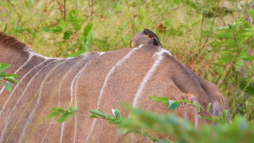 A white and brown striped female Kudu carries a red-billed oxpecker on its back