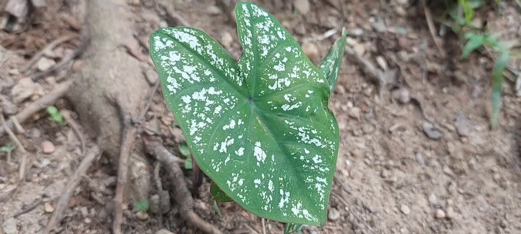 Variegated leaf taro in tropical forests . Video taken in Passo, Ambon island, mollucas province, east Indonesia in February 11,2025.
