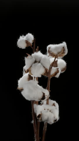 Branch of cotton shrub with fluffy cotton bolls rotating on black background. Vertical template.