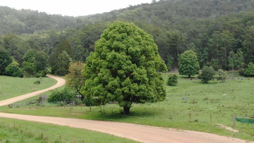 Winding dirt road through lush green countryside, rolling hills, dense forests, Argents Hill, Australia. Vertigo effect, dolly zoom. Aerial forward