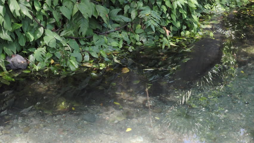 Natural mineral water source in the forest