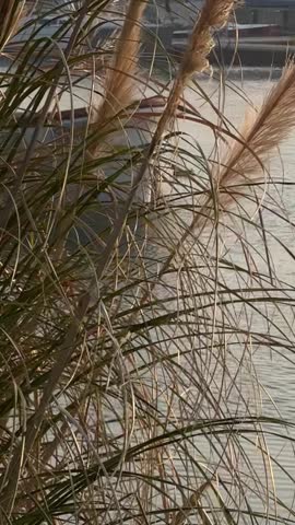 Golden Hour Over Tall Grass and Water: Sunset Reflection