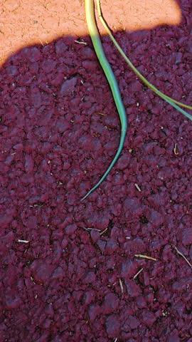 Dead snake Reflective, Poignant, Natural, Ecological, Restorative