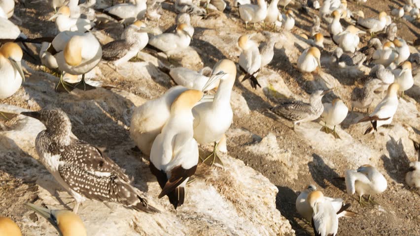 Gannet colony at the famous nesting site of Muriwai Beach, New Zealand