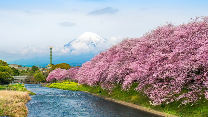 Fuji mountains and cherry blossoms in spring, Japan.	