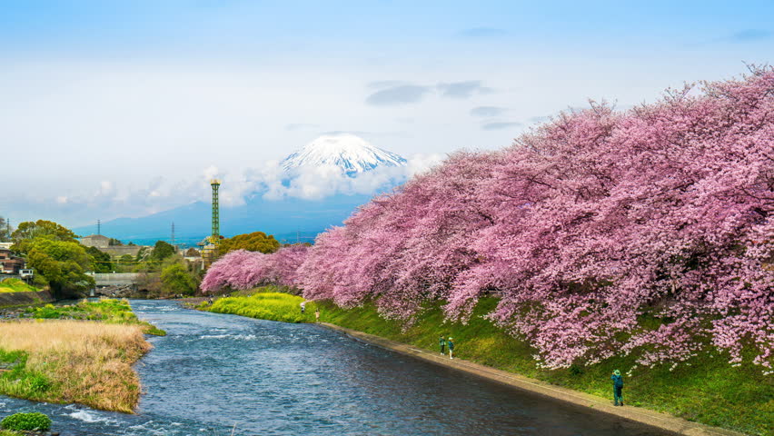 Fuji mountains and cherry blossoms in spring, Japan.	