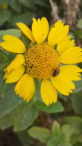 a footage of a bright yellow flower with a dark center, being visited by a small bee-like insect.