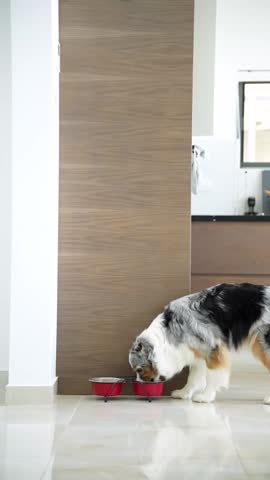 An Australian Shepherd with a blue merle coat eats dry food from red bowls in a modern home interior with a sleek design. General view of a dog eating from a bowl on the floor
