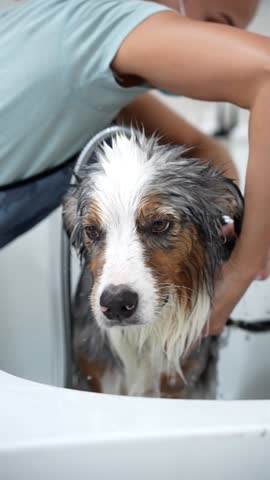 Australian Shepherd being washed in a special bath. Grooming procedure for a dog. A dog with a sad face stands in a bath tube