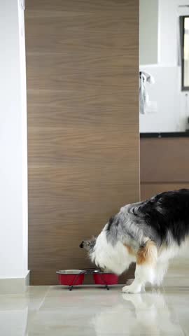 An Australian Shepherd with a blue merle coat eats dry food from red bowls in a modern home interior with a sleek design. After finishing his meal, the dog looks at the camera and licks 