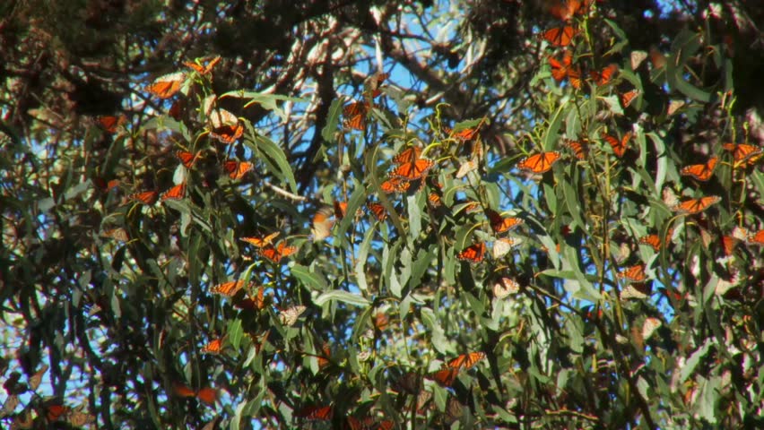 Pismo beach butterfly grove in CA. Leaves with many insects