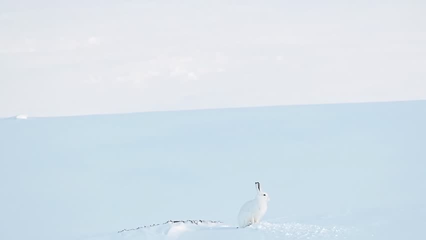 The Arctic Hare