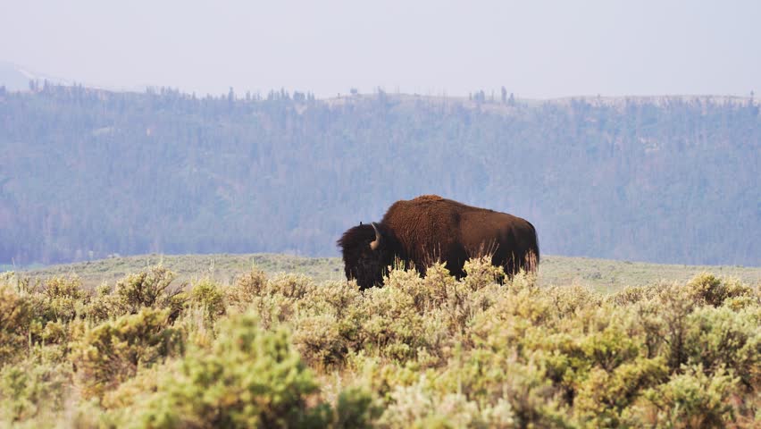 Single scruffy bison grazing peacefully on Yellowstone
