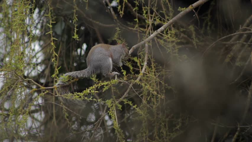 Grey Squirrel Balancing On Swaying Tree Branch Eating Small Leaves Off Of Thin Branch Daytime Overcast Slow Motion Borehamwood Hertfordshire UK