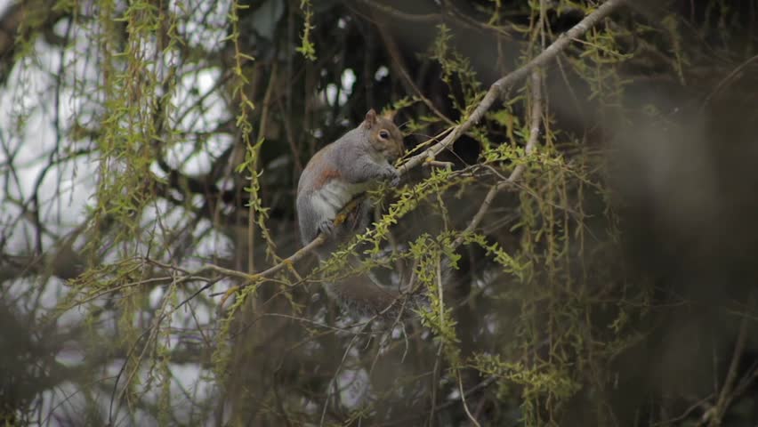 Grey Squirrel Perched On Swaying Tree Branch Eating Small Leaves Off Of Thin Branch Daytime Overcast Slow Motion Borehamwood Hertfordshire UK