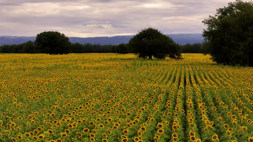 Aerial view of a vibrant sunflower field under an overcast sky, showcasing rural landscapes and nature.