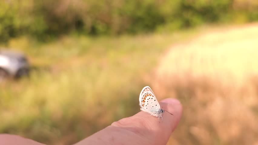 Butterfly on mans finger flaps its wings. Man holding small butterfly in his hand on summer field. Man with butterfly on his finger closeup. Man unique interaction with nature. People, nature Insects