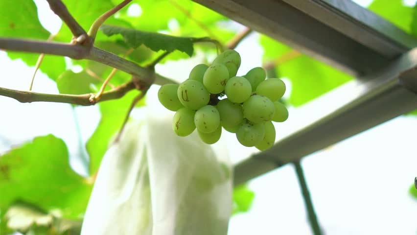 fresh looking green grapes. Indonesia 11 February 2025