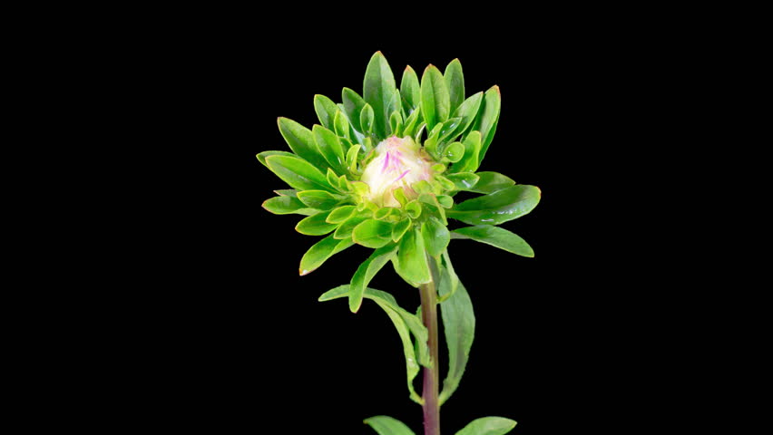 Pink Aster Flower Blossoms. Time Lapse of Beautiful Pink Aster Flower Opening Against a Black Background. 4K.