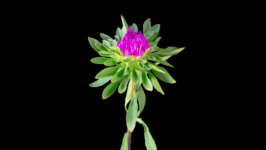 Pink Aster Flower Blossoms. Time Lapse of Beautiful Pink Aster Flower Opening Against a Black Background. 4K.