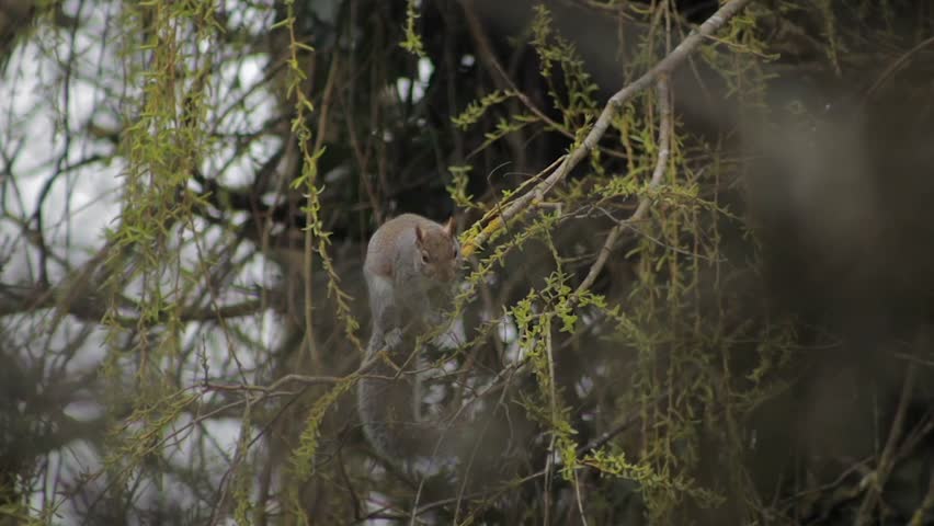 Grey Squirrel Perched On Tree Branch Grabbing And Eating Small Leaves Off Of Thin Branch Daytime Overcast Slow Motion Borehamwood Hertfordshire UK