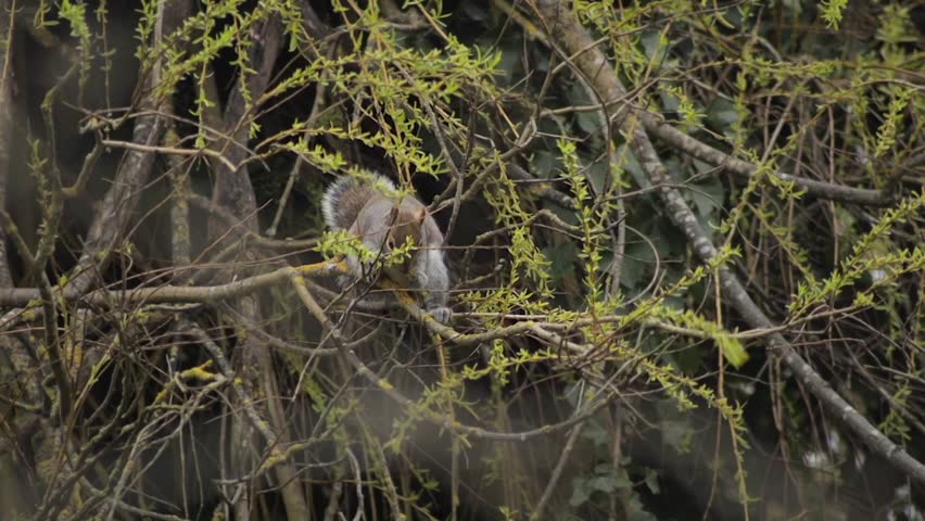 Grey Squirrel Sat On Tree Branch Eating Small Leaves Off Of Thin Branch Daytime Slow Motion Borehamwood Hertfordshire UK