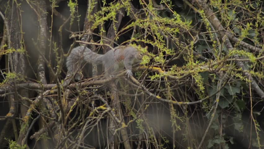 Grey Squirrel Climbing Along Tree Branch Eating Small Leaves Off Of Thin Branch Daytime Slow Motion Borehamwood Hertfordshire UK