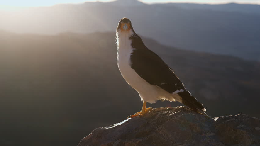 An eagle stands proudly on a rock, overlooking a vast mountain landscape as the sun sets behind the peaks, casting a warm glow across the scene.