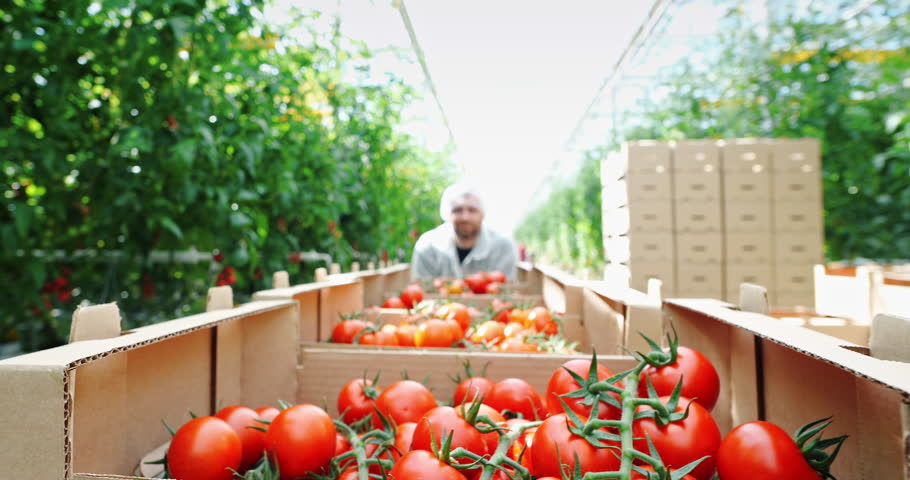 Greenhouse specialist collecting fresh cherry tomatoes on ecological organic farmland. Agricultural worker harvesting and transporting naturally grow vegetables, modern food production