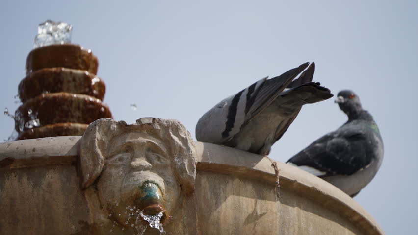 A pigeon with a rope-like object on its foot perched on a decorative fountain, taking off in flight in a dramatic and captivating moment. Perfect for wildlife and urban themes.