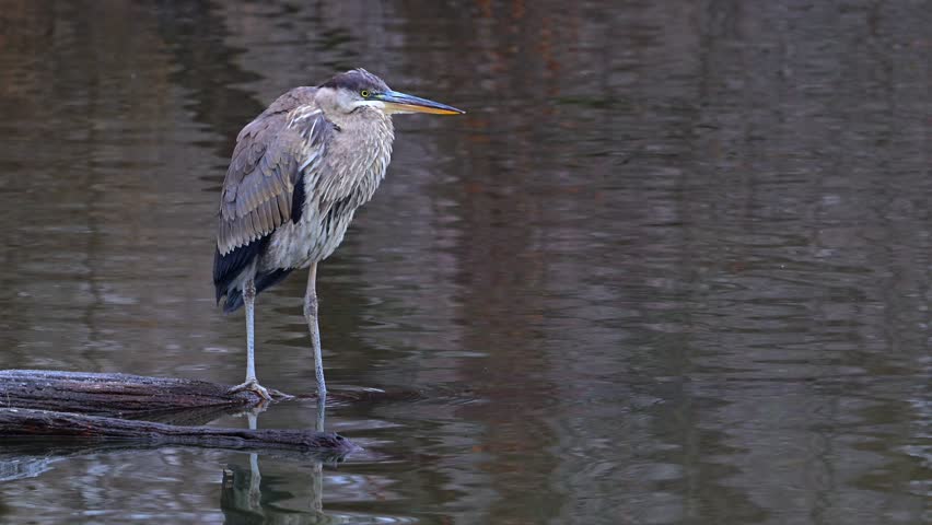 The great blue heron Ardea herodias, large fish-eating bird resting on tree trunk in water on lake in winter, New Jersey