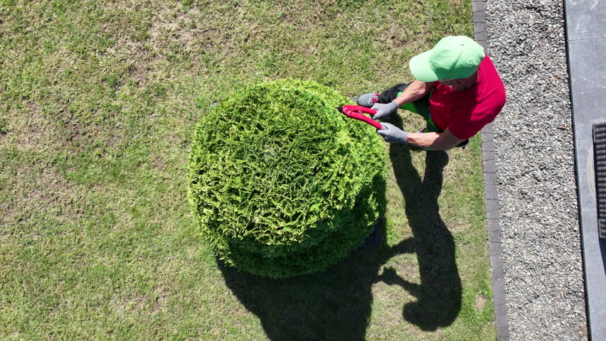 A gardener skillfully trims a round hedge in a lush green yard under a clear blue sky. The sun casts shadows as he carefully shapes the foliage, showcasing his dedication to the landscape.