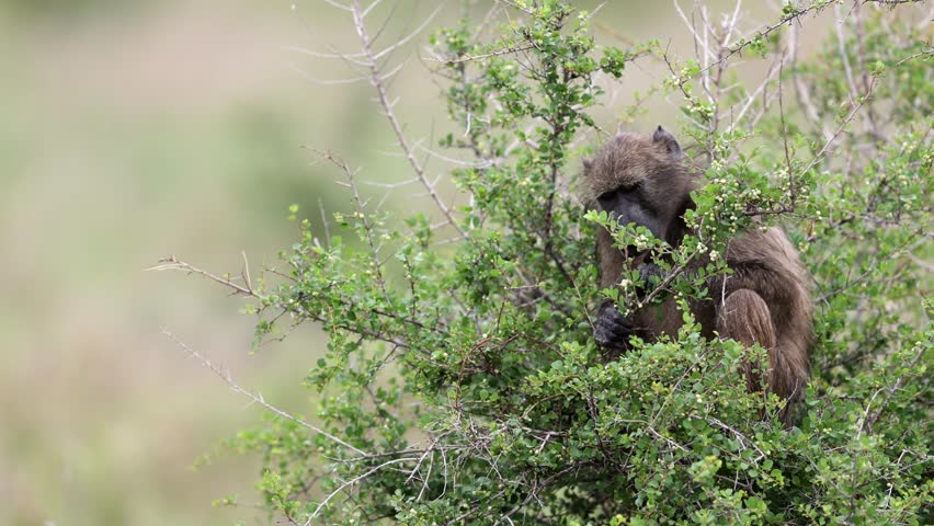 Chacma Baboon in South African white berry bush eating white berries