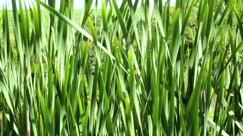 reed wind Stock Footage Video (100% Royalty-free) 3721472 | Shutterstock