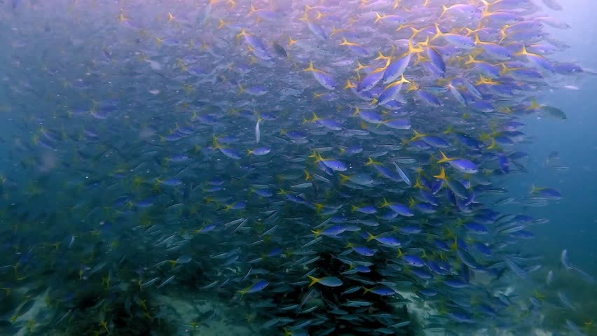a very dense school of yellow tail fusiliers swimming in formation above a coral reef