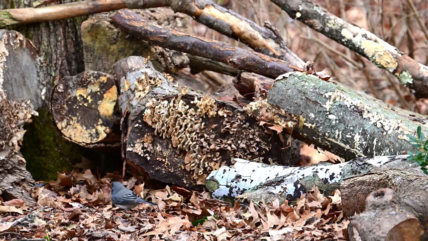 The dark-eyed junco - Junco hyemalis, small bird foraging in winter in forest in suburban New Jersey, USA
