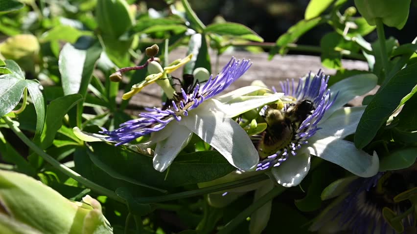 A couple of Passionflowers in full bloom with busy bees and a black wasp taking nectar from the flower on a sunny summer afternoon.