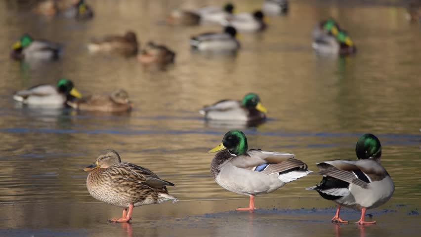 Mallard ducks standing and preening on thin ice on a cold winter day