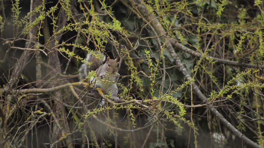 Grey Squirrel Eating Small Leaves Off Of Thin Branch Sat On Tree Branch Daytime Slow Motion Borehamwood Hertfordshire UK
