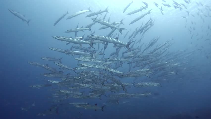 a school of barracudas swim close to the camera then turns and swim away