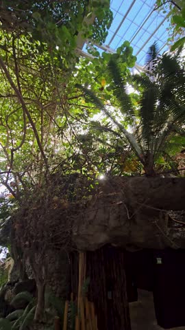 footage a waterfall, a pond with lush green trees and plants at the Dallas World Aquarium in Dallas Texas USA