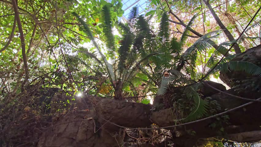 footage a waterfall, a pond with lush green trees and plants at the Dallas World Aquarium in Dallas Texas USA