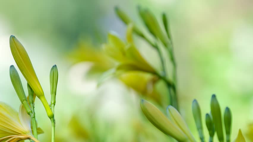 Spanish needles blooming in slow motion. The flowers are a bright yellow color and they open up slowly, revealing a delicate center. Spanish needles