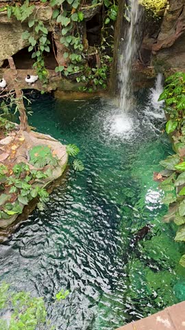 footage a waterfall, a pond with lush green trees and plants at the Dallas World Aquarium in Dallas Texas USA